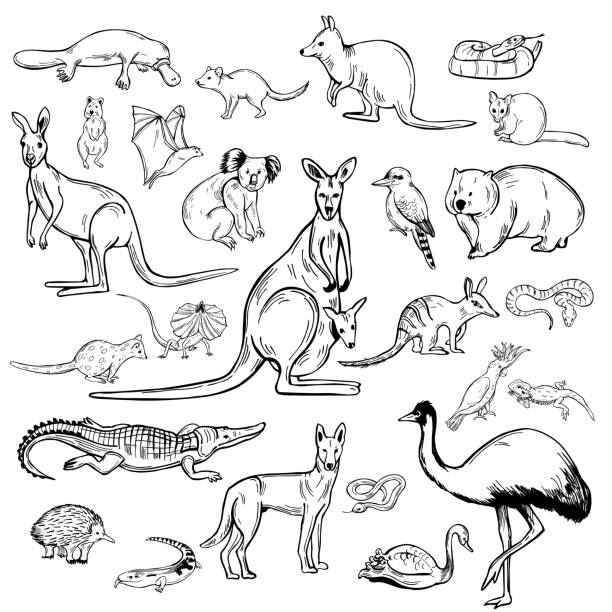 Animals and birds of Australia. Hand drawn animals and birds of Australia. Vector sketch illustration. echidna stock illustrations