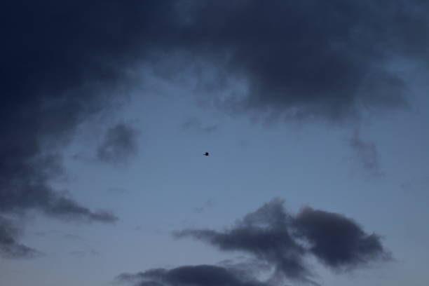 istock Flying Bird in the Sky. Black Raven Crown Wings in Dramatic Blue Cloudy Sky 1287549494