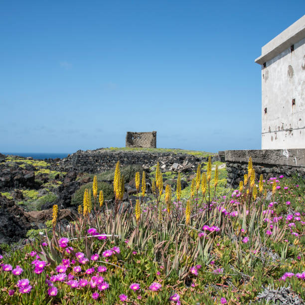 istock Landscape in Pantelleria with flowers 1287550611