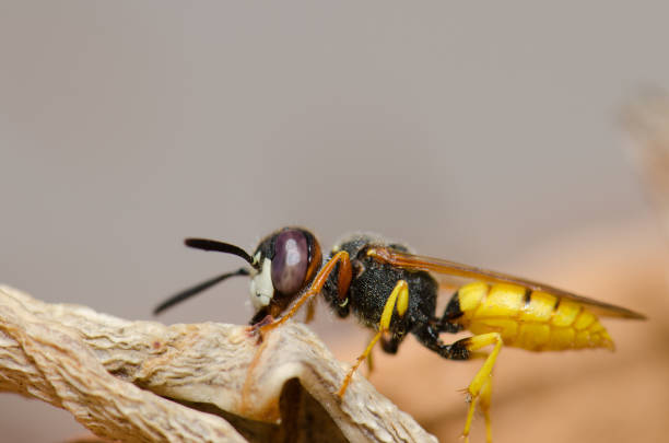istock European beewolf Philanthus triangulum in Las Palmas de Gran Canaria. 1287550839