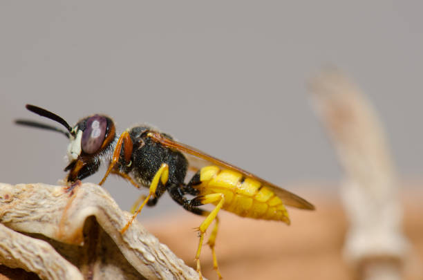 istock European beewolf Philanthus triangulum in Las Palmas de Gran Canaria. 1287550848
