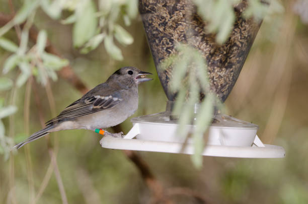 Gran Canaria blue chaffinch Fringilla polatzeki eating seeds in a bird feeder. Young male. Tejeda. Gran Canaria. Canary Islands. Spain.