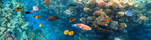 istock Underwater Colorful Tropical Fishes. 1287552143