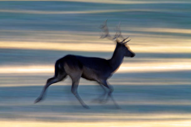 istock Deer running on the grassland in Brijuni National Park 1287552802