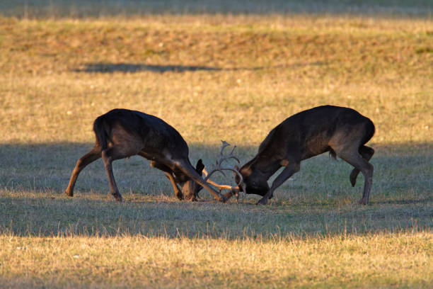 istock Two deers are fighting on grassland in Brijuni National Park 1287552804