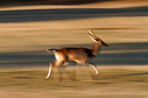 istock Deer running on the grassland in Brijuni National Park 1287552817
