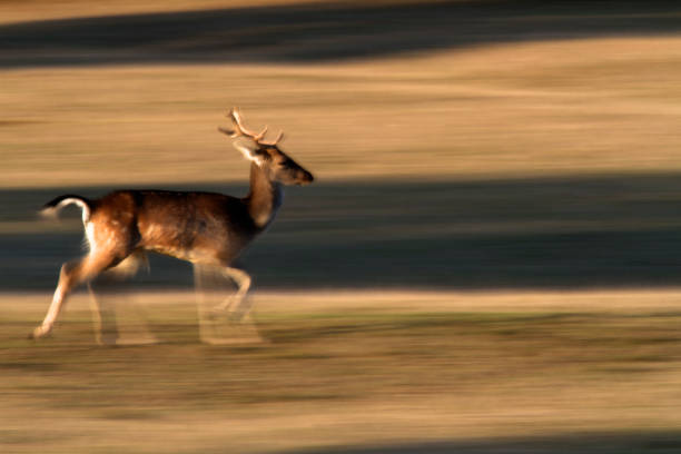 istock Deer running on the grassland in Brijuni National Park 1287552828