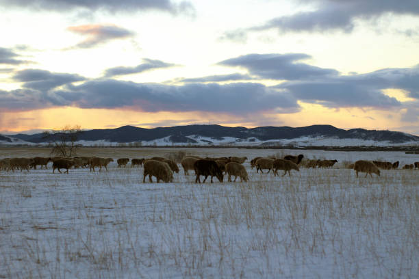 rebanho de ovelhas pastando no campo de neve do inverno. vista panorâmica do pasto no campo contra montanhas cobertas de neve no horizonte sob o céu nublado do pôr do sol - searching landscape sunset winter - fotografias e filmes do acervo