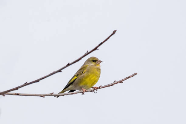 istock European greenfinch - Carduelis chloris 1287553334