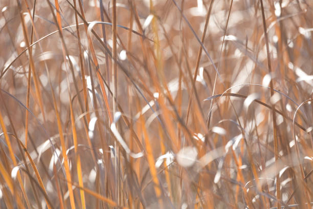 istock orange reeds blowing in the wind 1287553848