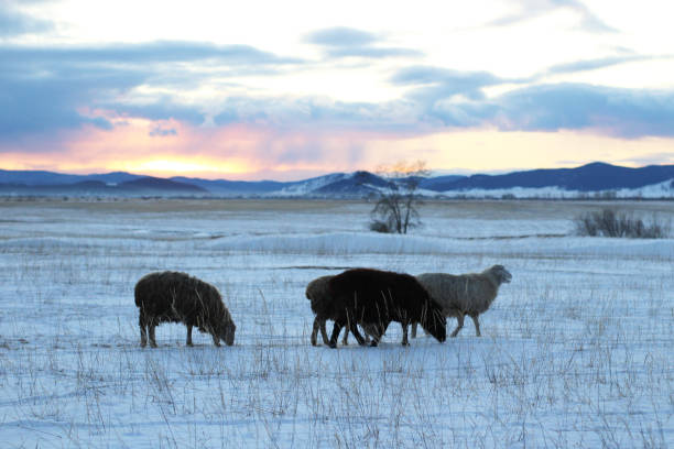 rebanho de ovelhas pastando no campo de neve do inverno. vista panorâmica do pasto no campo contra montanhas cobertas de neve no horizonte sob o céu nublado do pôr do sol - searching landscape sunset winter - fotografias e filmes do acervo