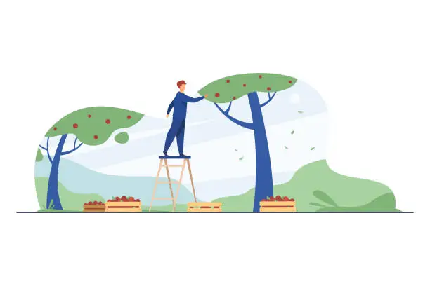 Vector illustration of Farmer standing on ladder and collecting apples