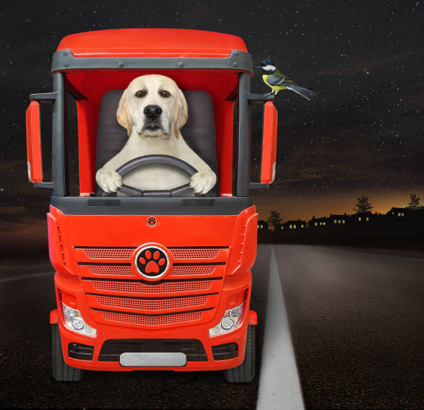 istock Dog driving red truck at night 1287555677