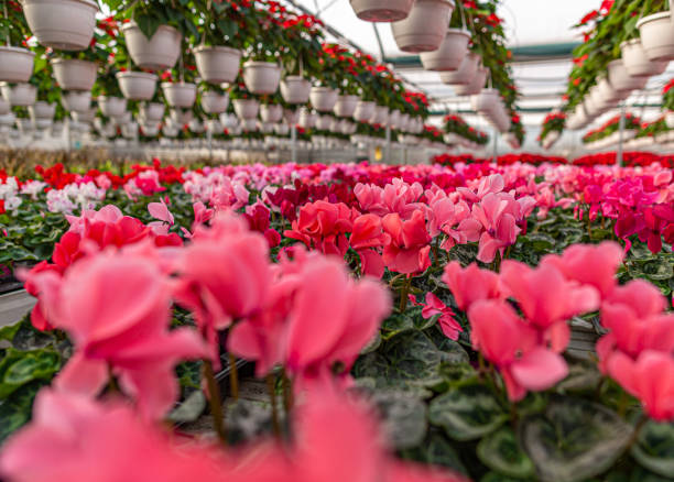 istock Pink cyclamen flowers blossoming 1287555815