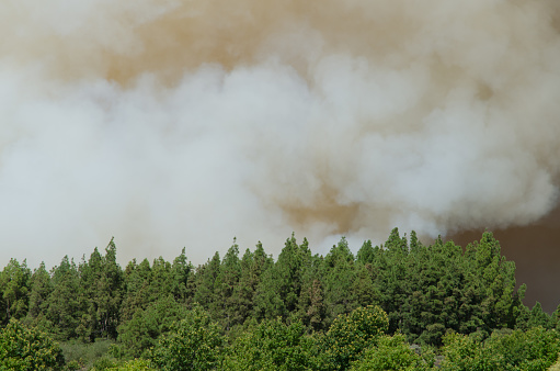 Forest fire in The Nublo Rural Park. Tejeda. Gran Canaria. Canary Islands. Spain.