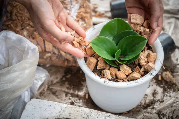 Photo of Woman hands filling a dry chopped coconut coir with fertilizer to planting Peperomia obtusifolia as a houseplant.