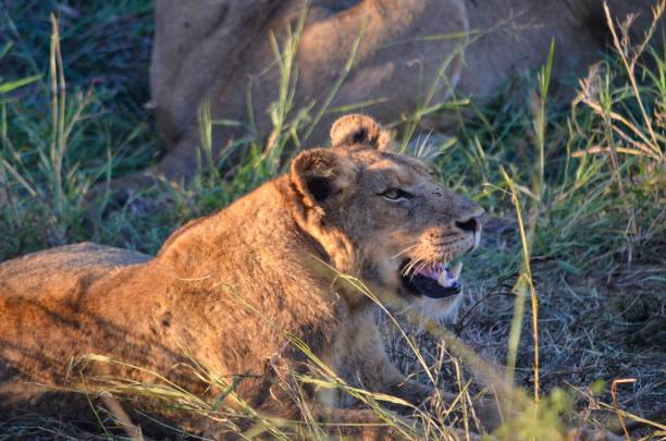 istock Lion after eating his bray 1287560352