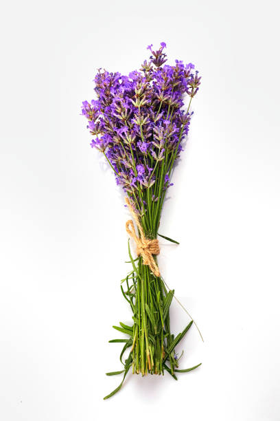 istock Bunch of Lavender flowers isolated on white background. 1287560589