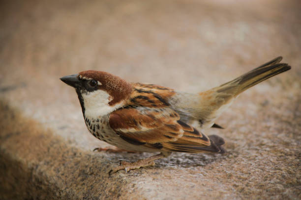 little sparrow in rome