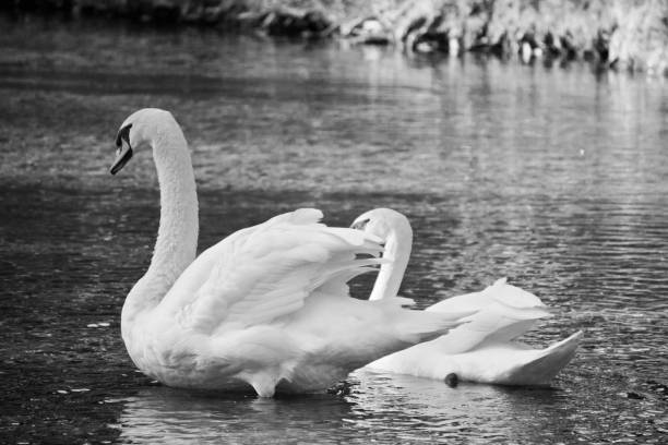 istock two swans in Black and white 1287561618