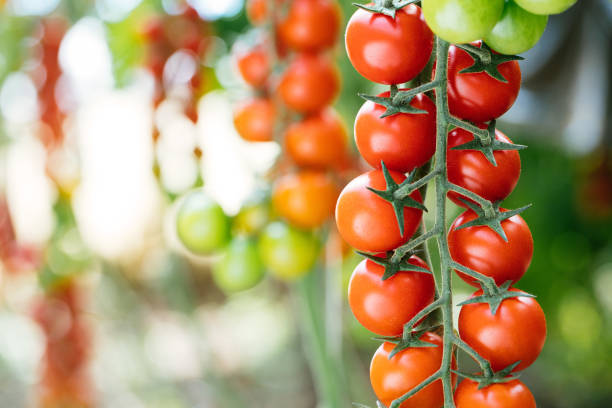Tomato Field - Italian Food
