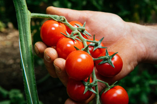 istock Tomato Field - Italian Food 1287562987