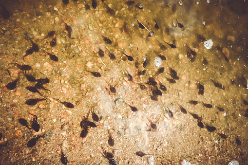Tadpoles swimming in a mountain lake, french alps