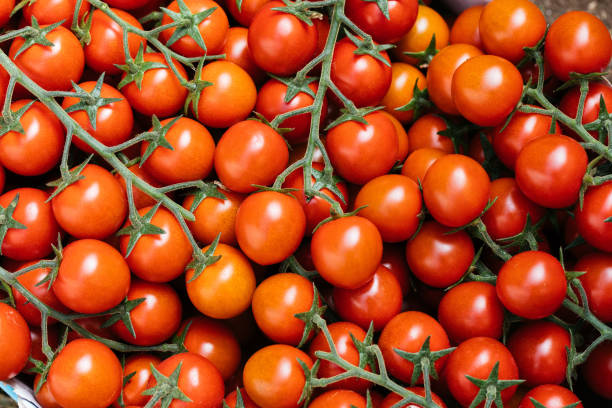 istock Tomato Field - Italian Food 1287563160
