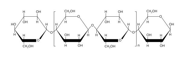 illustrations, cliparts, dessins animés et icônes de illustration vectorielle 2d de la cellulose polysaccharide polymère naturelle, qui est dérivée des unités de d-glucose liées par 1,4 β-glycosidiques. la formule structurale est isolée sur un fond blanc - molecule glucose chemistry biochemistry