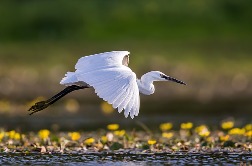 White little egret flying above the swamp.