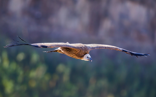 Griffon vulture flying.