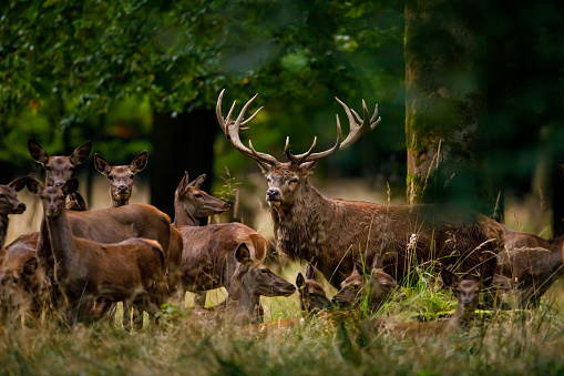 Deer at rutting season in the forest