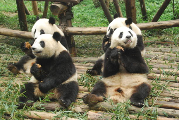 istock Giant Pandas eating apples, Chengdu, Sichuan, China 1287571207