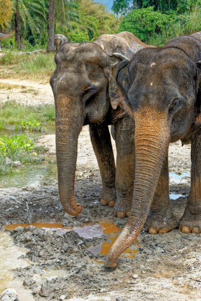 istock Bath with Elephants at Krabi Elephant House Sanctuary 1287572182