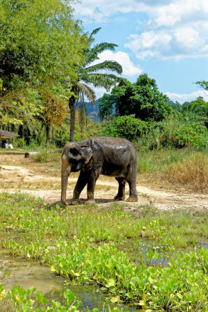 istock Bath with Elephants at Krabi Elephant House Sanctuary 1287572187