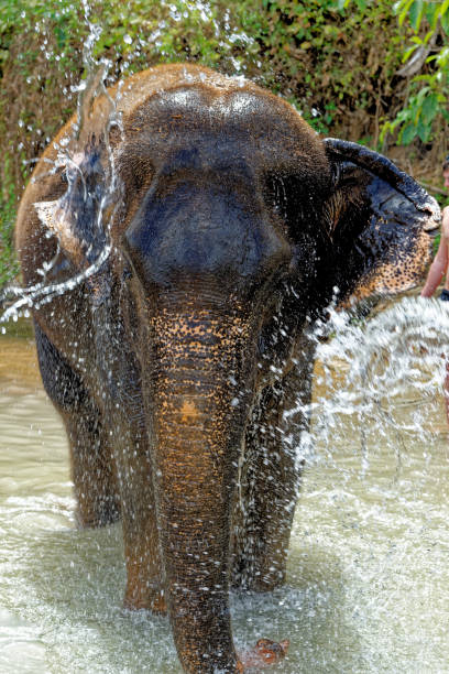istock Bath with Elephants at Krabi Elephant House Sanctuary 1287572190