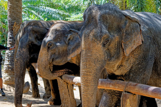 istock Elephants at Krabi Elephant House Sanctuary 1287572214