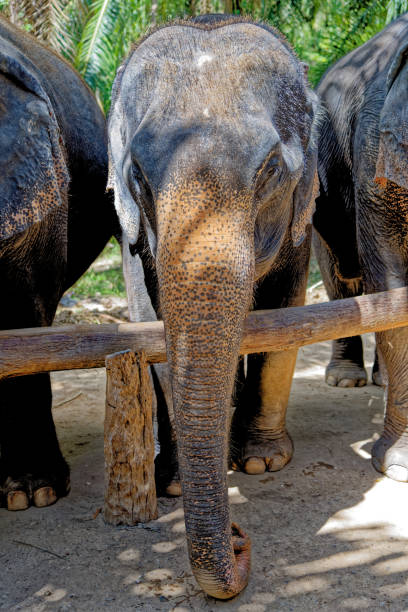 istock Elephants at Krabi Elephant House Sanctuary 1287572221