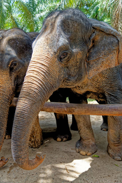 istock Elephants at Krabi Elephant House Sanctuary 1287572234