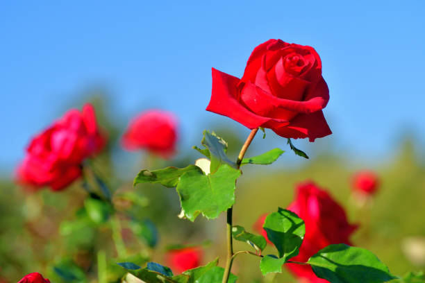 rose flowers against blue sky - flower single flower macro focus on foreground imagens e fotografias de stock