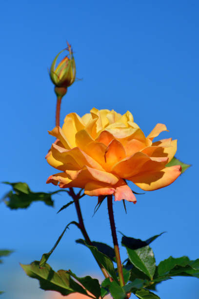 istock Rose Flowers against Blue Sky 1287572399
