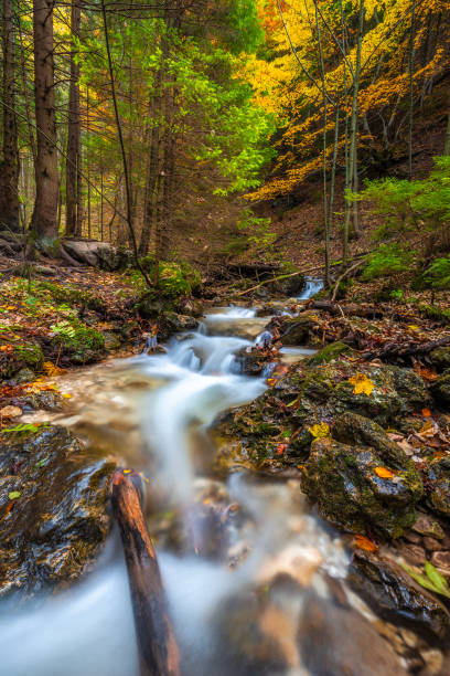 istock Wild stream in a forest at autumn. 1287574783