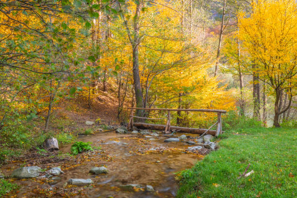 istock Wooden bridge over stream in a forest at autumn. 1287574837
