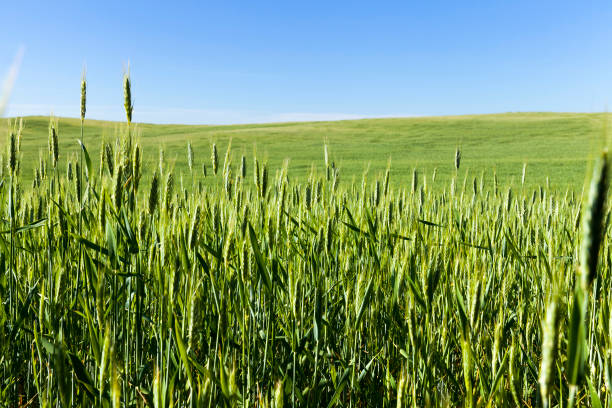 сельское хозяйство и сельское хозяйство для выращивания зерновых - 2546 стоковые фото и изображения
