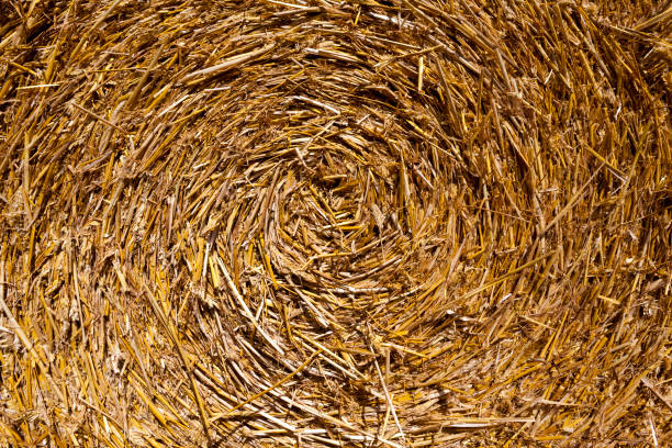 istock straw after the wheat harvest 1287575429