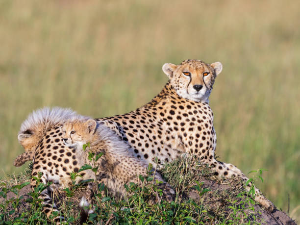 istock Watchful Cheetah female with two curious cubs 1287576503