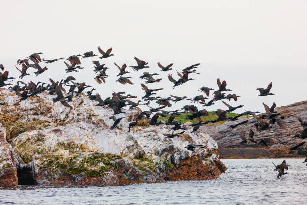 istock Shags taking of from a rock in the sea 1287576603