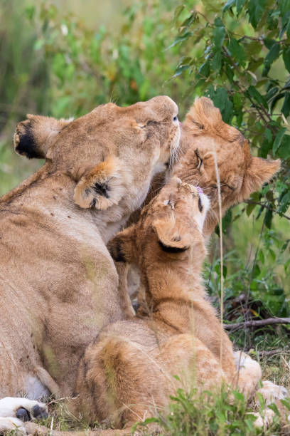 istock Lion lying and enjoying each other 1287576612
