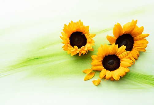 Sunflowers Still Life. More flower photos can be found in my portfolio! Please have a look.