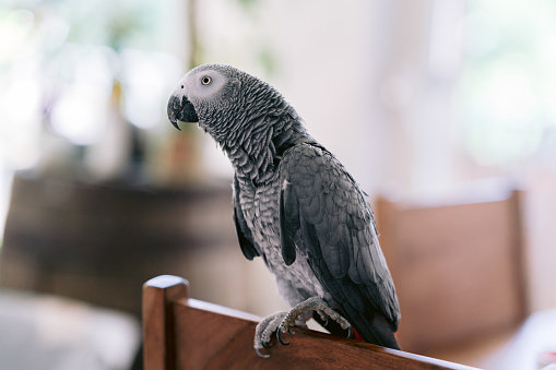 African grey parrot sit on a chair back